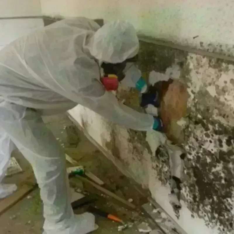 Mold Remediation and Removal in Park Ridge, IL